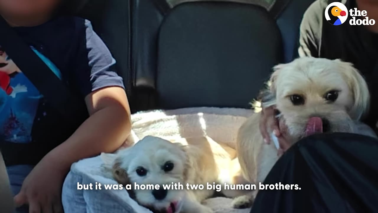 Two small, light-colored fluffy dogs sit in a car seat next to a child, on their way to their new home.