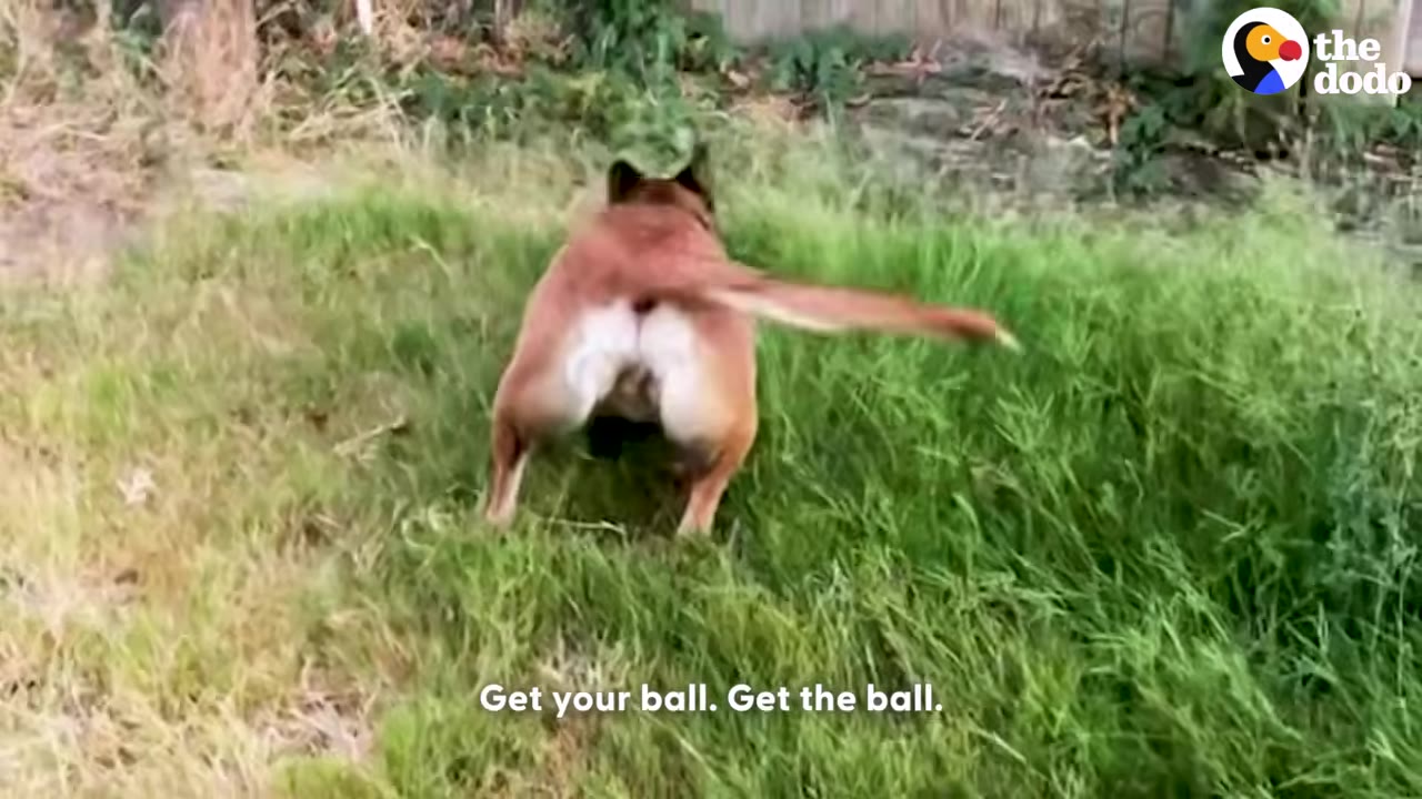 A brown dog running through tall green grass in a backyard, seen from behind with its tail wagging.