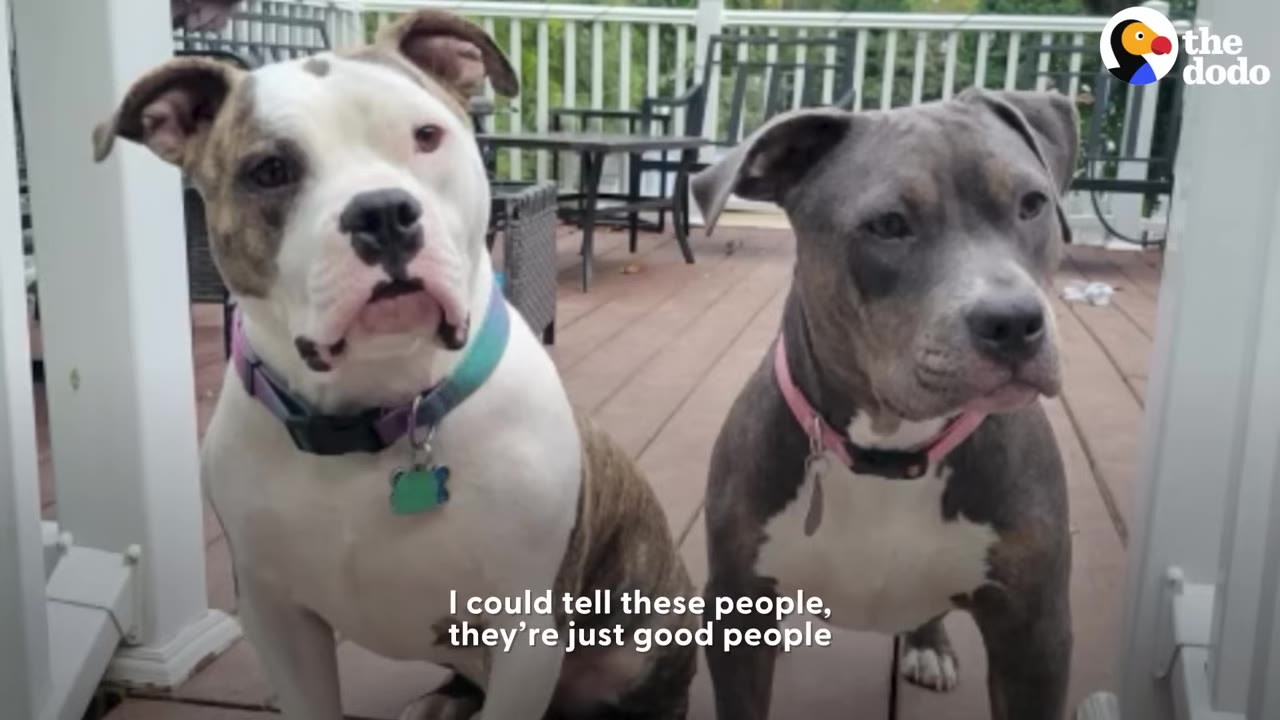 Two pit bull mix dogs sitting side by side on a outdoor wooden deck deck.