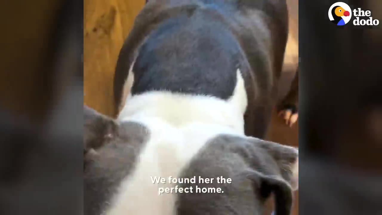 A close-up view from behind of a grey and white dog, with text overlay reading 'We found her the perfect home.'