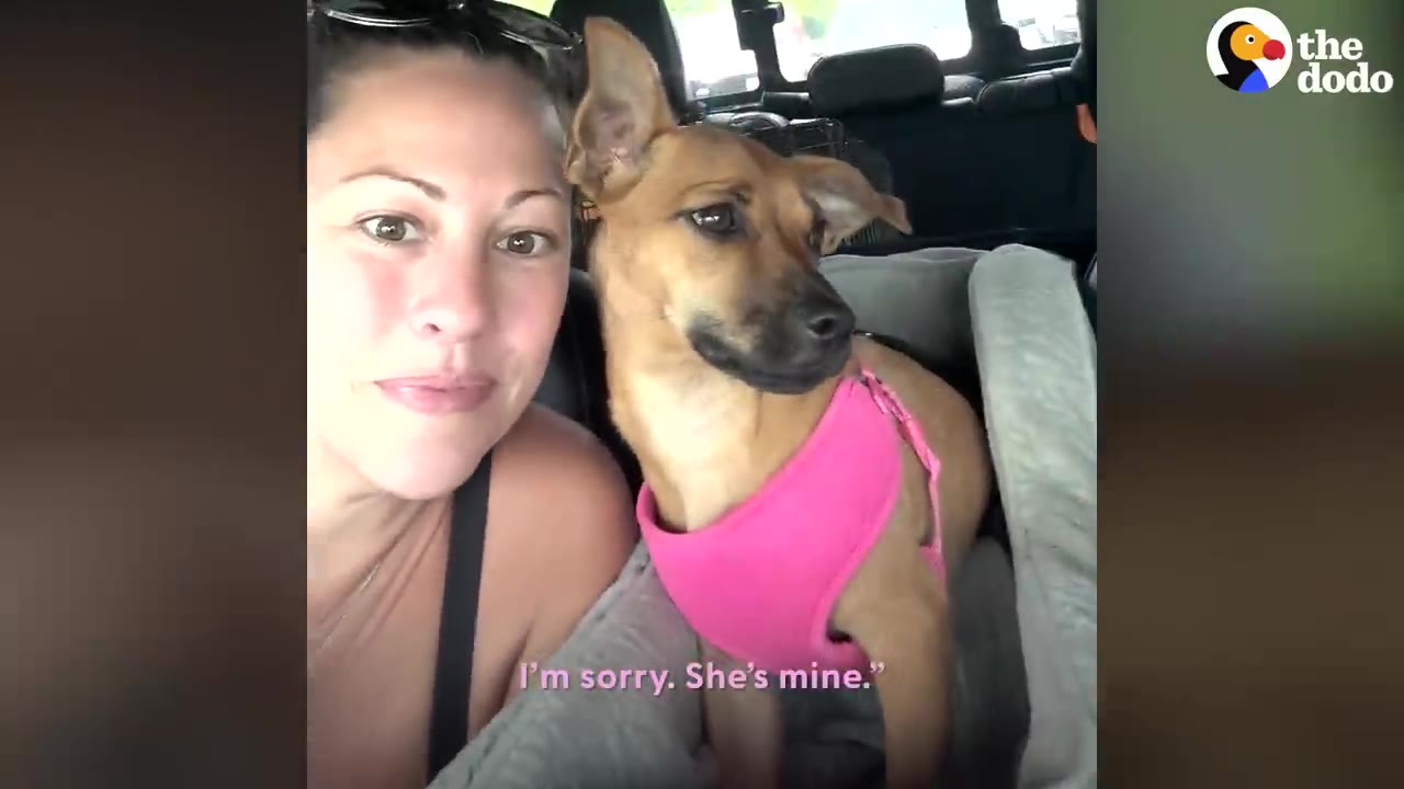 A woman sitting in a car next to a small brown dog wearing a pink harness.