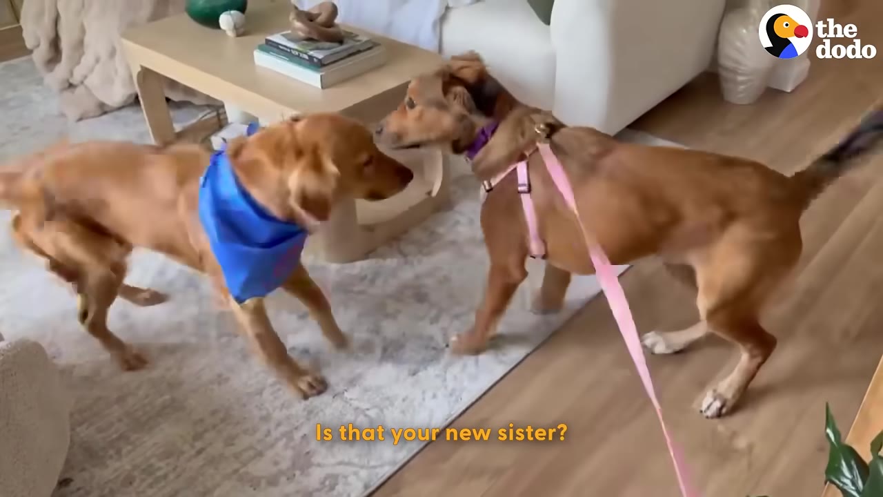 Two golden dogs, one wearing a blue bandana and the other wearing a pink harness, sniff each other's faces in a living room.