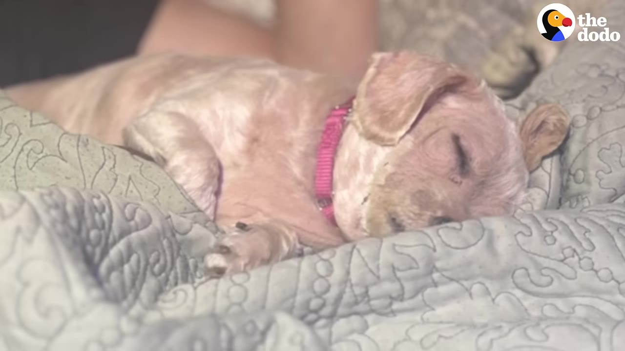 A small, light-colored dog wearing a pink collar sleeps peacefully on a patterned grey blanket.