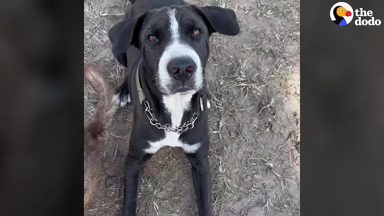 A black and white dog with floppy ears sits on dry grass and looks directly up at the camera.