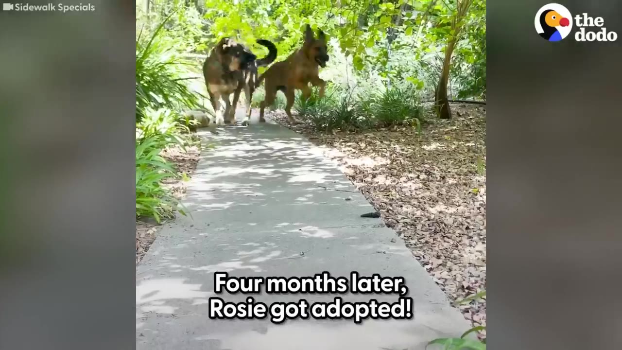 Two dogs running happily together down a paved garden path surrounded by green foliage.