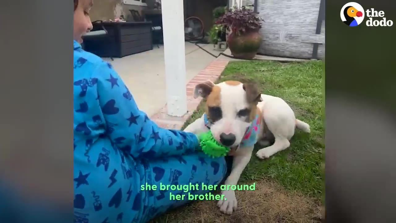 A small white dog with brown patches lying on the grass playing with a green toy held by a person in blue patterned pajamas.