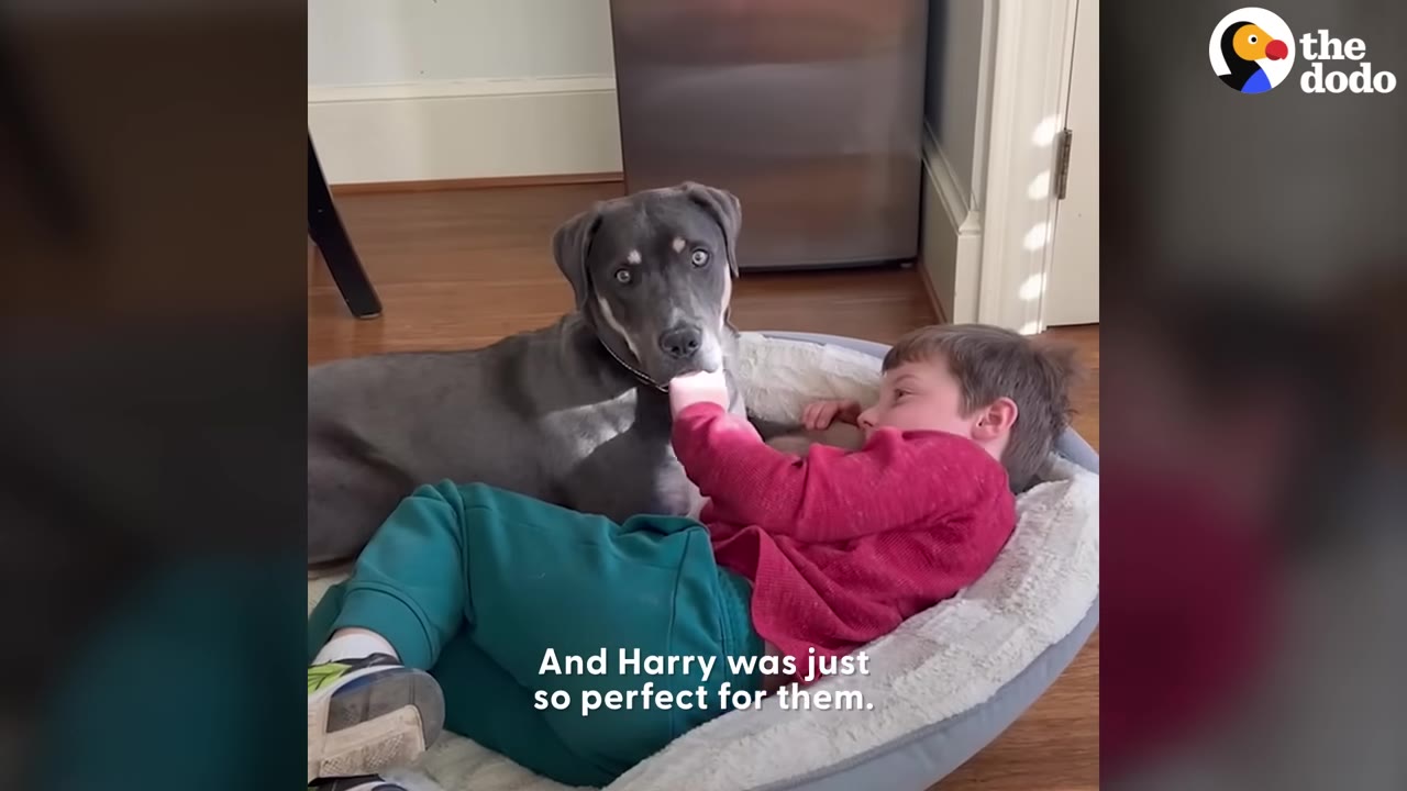 A grey dog with light eyes sits next to a young boy in a red shirt and green pants who is lying in a dog bed.