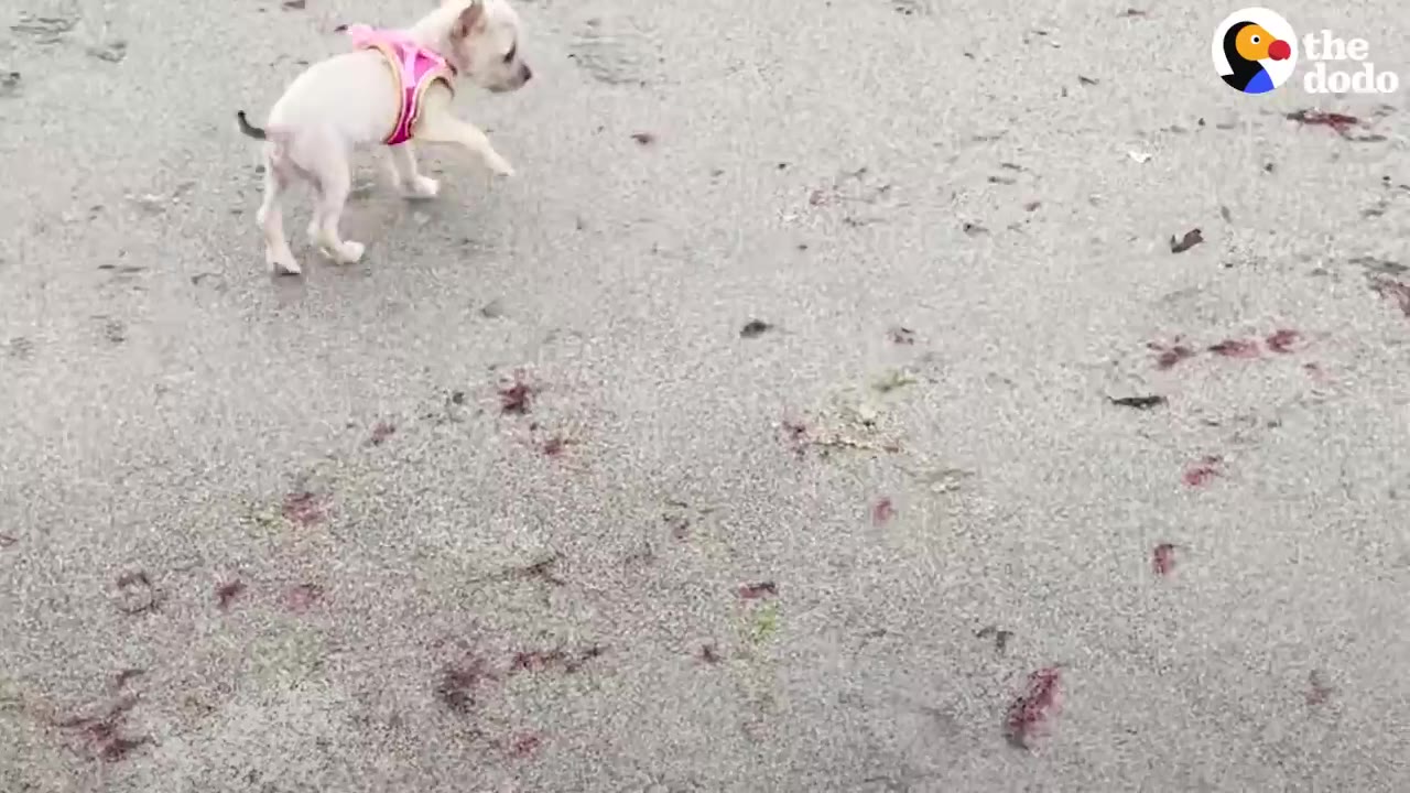 A tiny white puppy wearing a pink harness walks across a sandy beach.