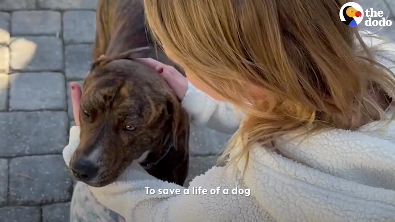 A brindle dog looking up while being gently petted and held by a woman wearing a fleece jacket.