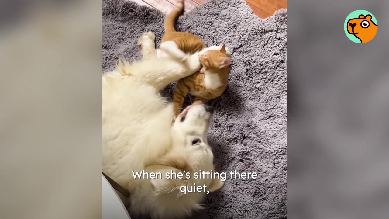 A large white dog lying on its back on a plush grey rug while playful wrestling with a small orange kitten.