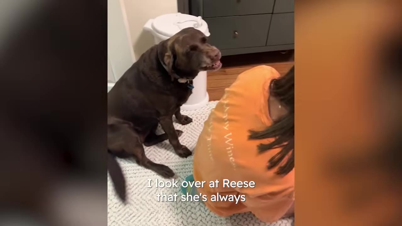 A chocolate Labrador sitting on a patterned rug next to a child wearing an orange shirt.