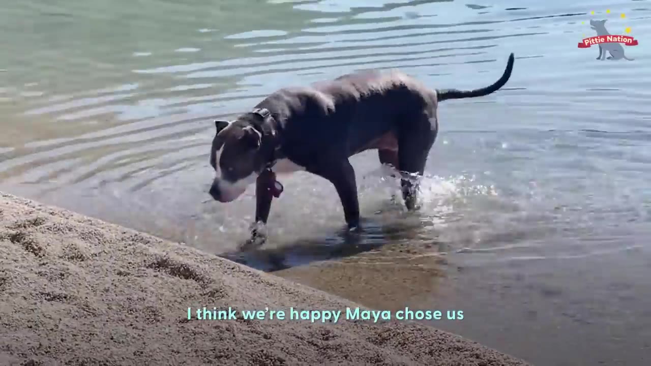 A gray and white pit bull dog walks through shallow water near a sandy shore, with text on screen reading 'I think we're happy Maya chose us'.