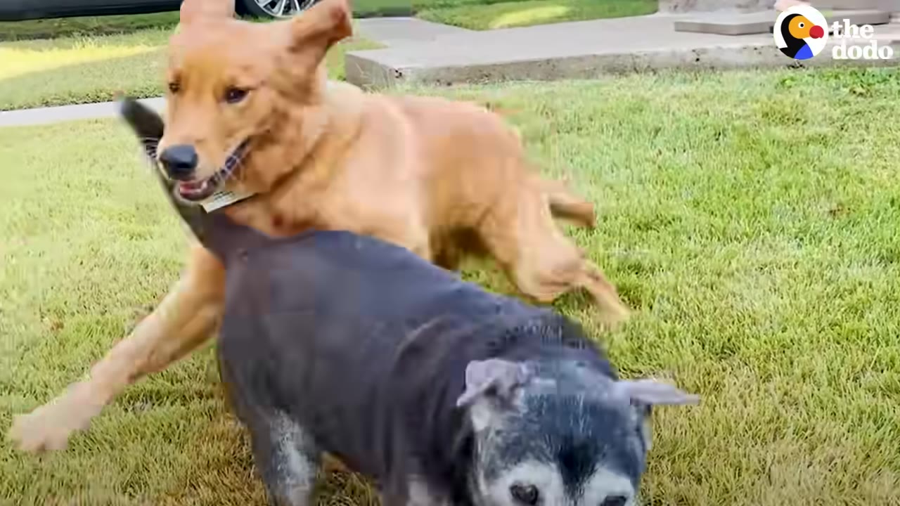 A golden dog and a black dog playing together happily on a grassy lawn.