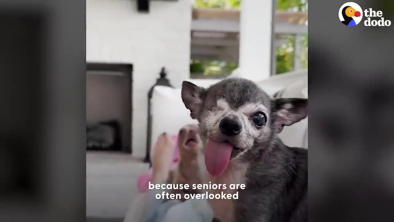 A close-up of ChiChi, a senior grey chihuahua with one eye and her tongue sticking out, sitting on a couch.