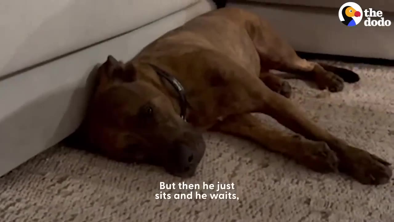 A brown dog lying down on a rug next to a white sofa with its head resting near the couch base.