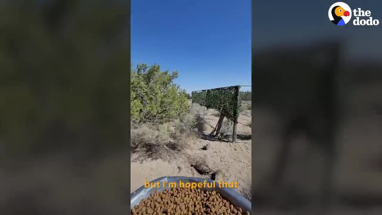 A bowl filled with dog kibble in the foreground near a camouflaged netting fence structure set up in a desert environment.