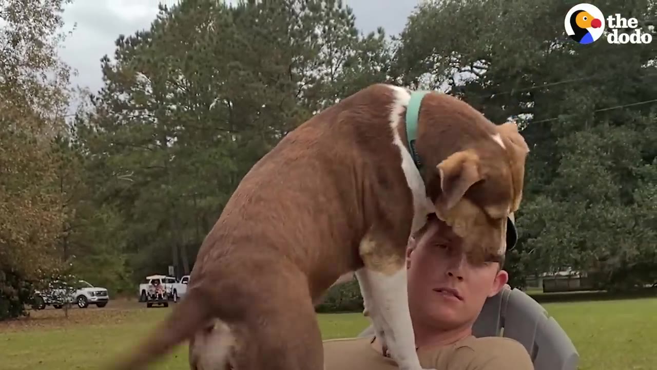 A brown and white dog with a teal collar standing on a man's chest outdoors, leaning down near his face.