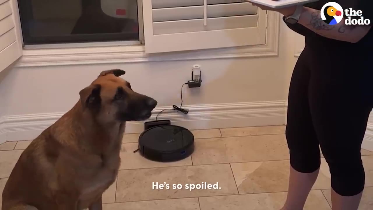 A tan brown dog sitting on a tiled floor looking up expectantly at a woman holding a tray.