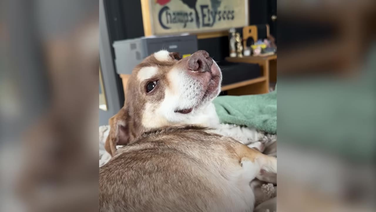 A brown and white dog lying down comfortably indoors while looking up towards the camera.