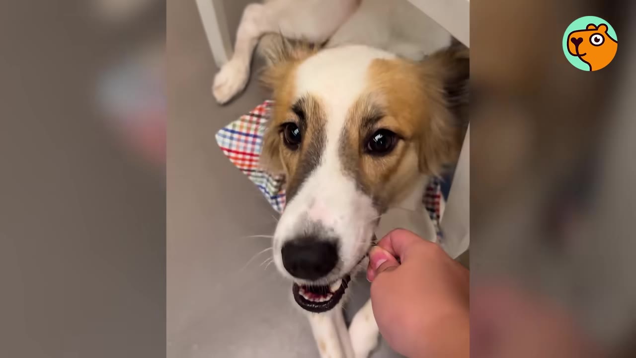 A close-up shot of a tan and white dog looking up lovingly as a hand adjusts its colorful bandana.