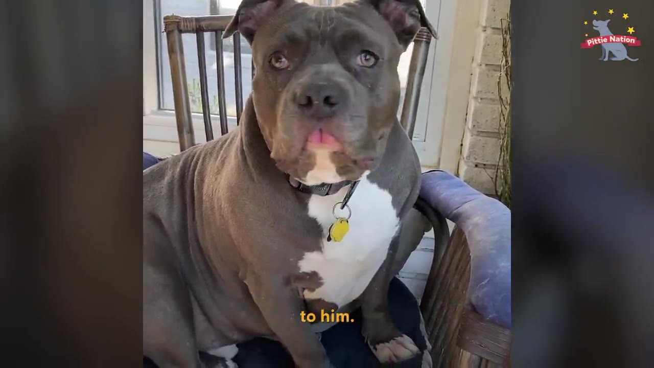 A grey and white pit bull with a yellow tag on his collar sits upright on a chair, looking directly at the camera.