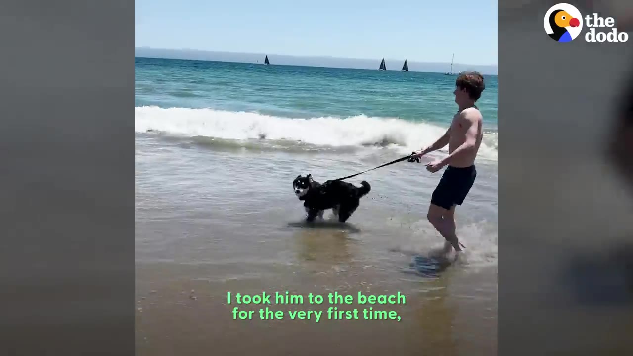 A black and white husky mix on a leash standing in shallow ocean water alongside a young man at the beach.