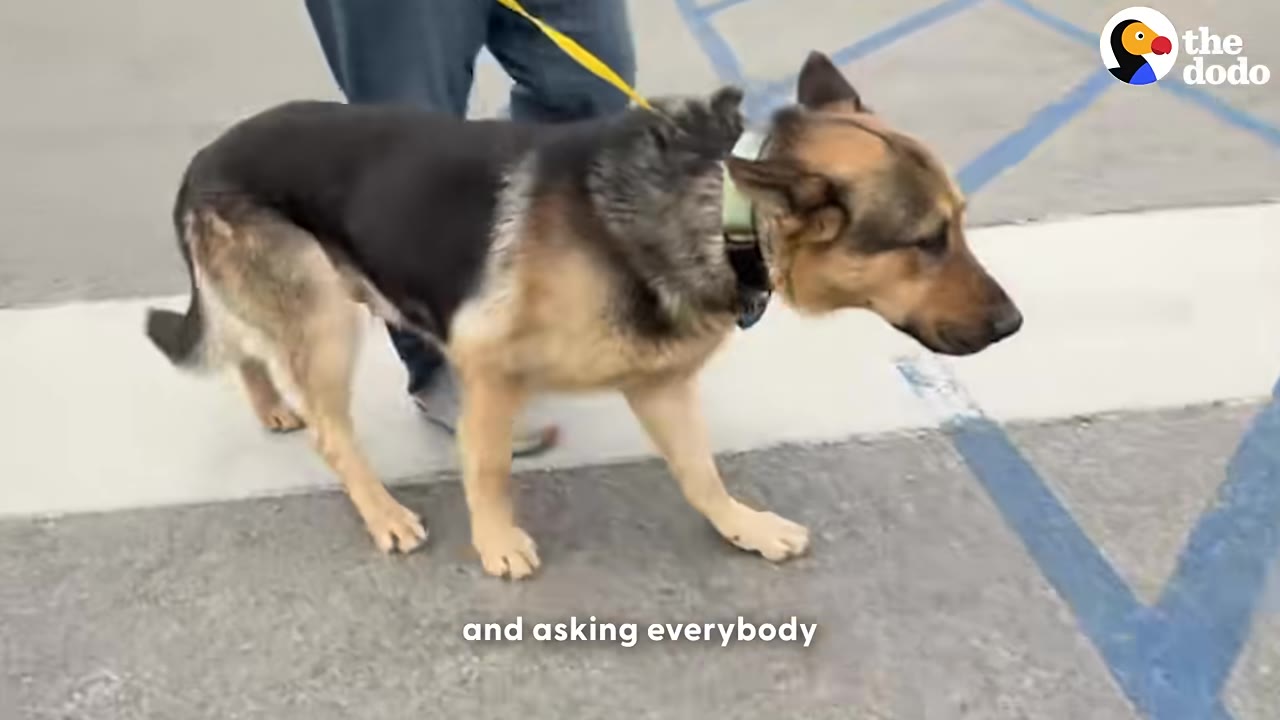 A German Shepherd dog being walked on a yellow leash across a paved area with blue painted lines.