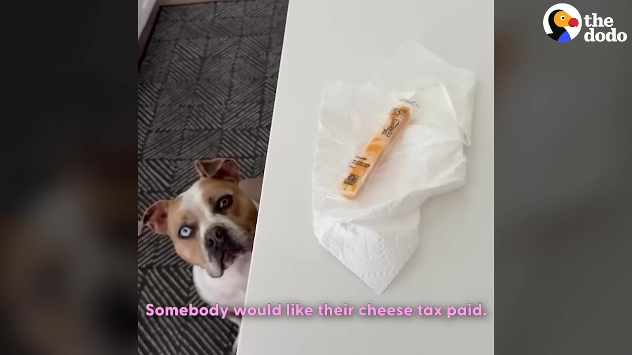 A tan and white dog with blue eyes looks up from the floor at a packaged cheese stick resting on a white paper towel on a counter.