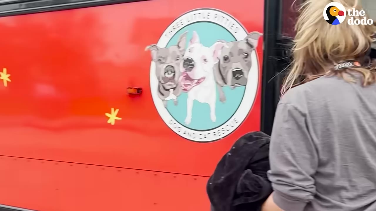 A woman with blonde hair walks past a red vehicle featuring a circular logo for Three Little Pitties Dog and Cat Rescue.
