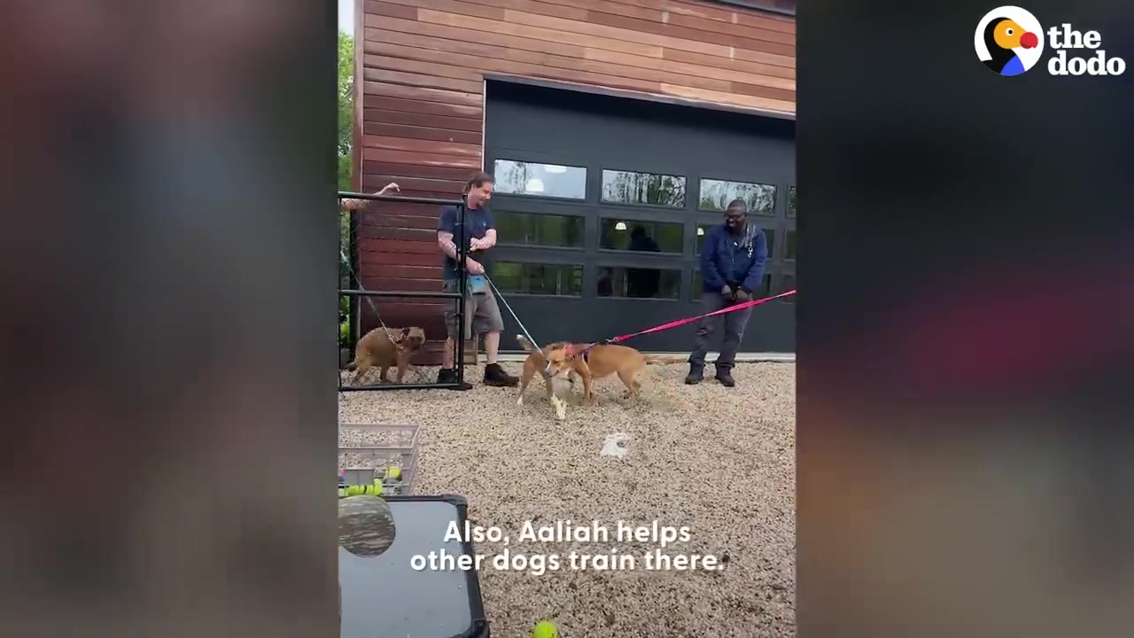 Two dog handlers holding leashes attached to brown dogs outside a wooden building on a gravel yard.