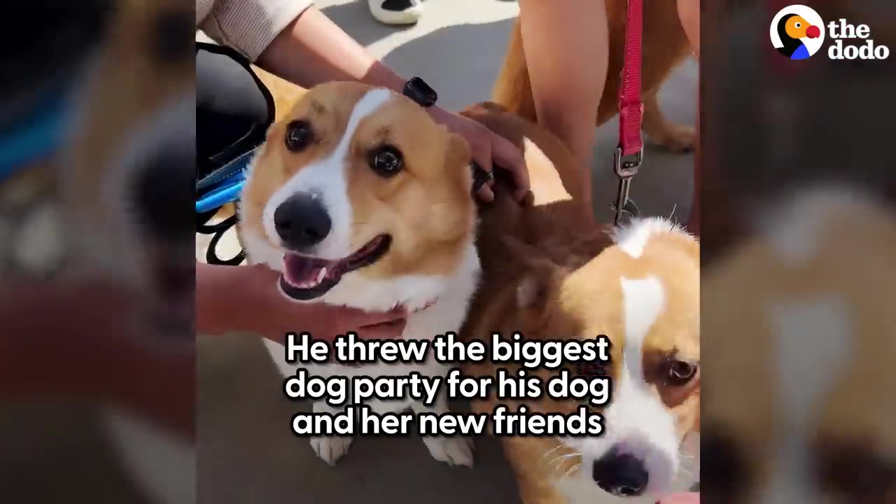 A smiling Corgi being petted alongside another dog at a dog party.