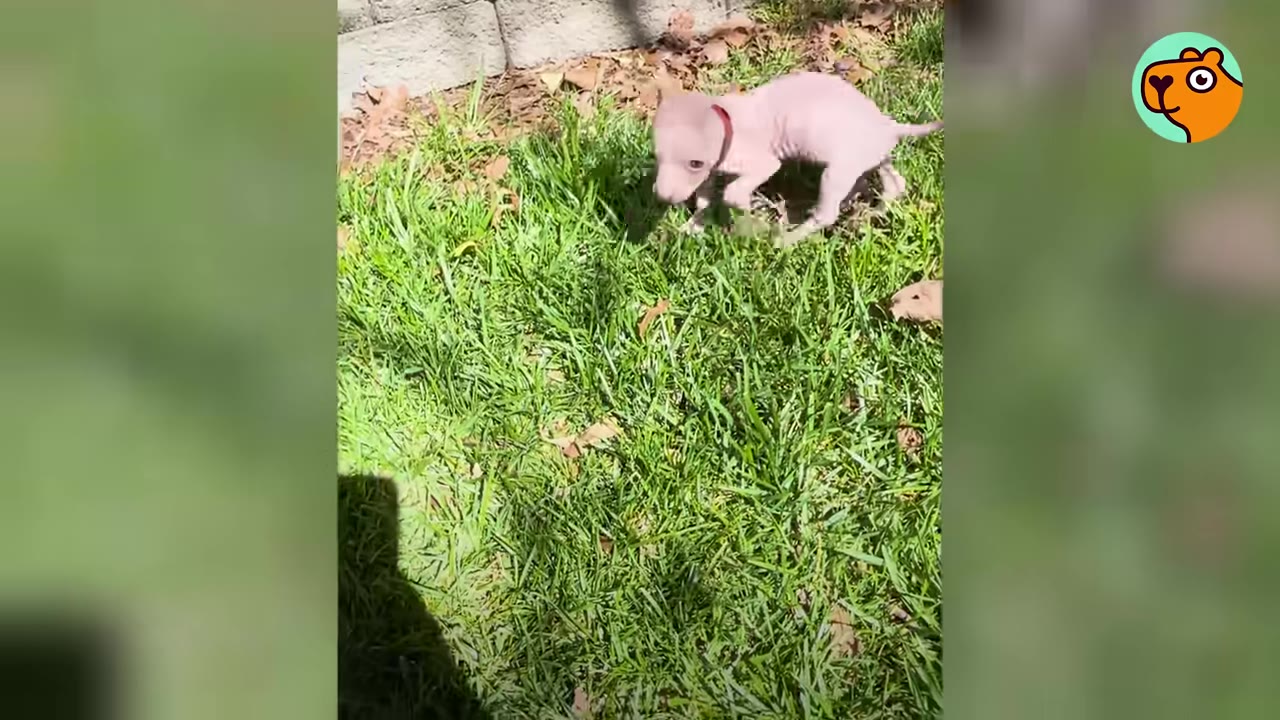 A tiny pink puppy wearing a red collar walking on bright green grass outdoors.