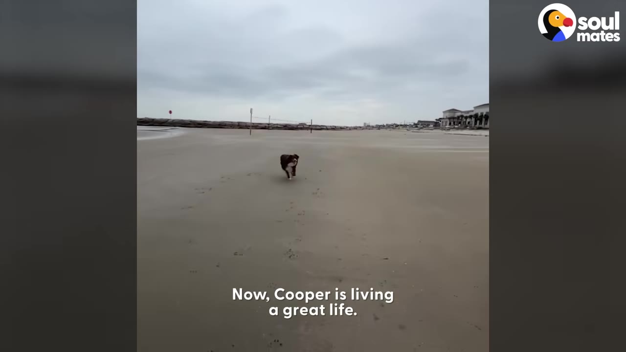 A brown and white dog running freely across a wide, sandy beach under an overcast sky.