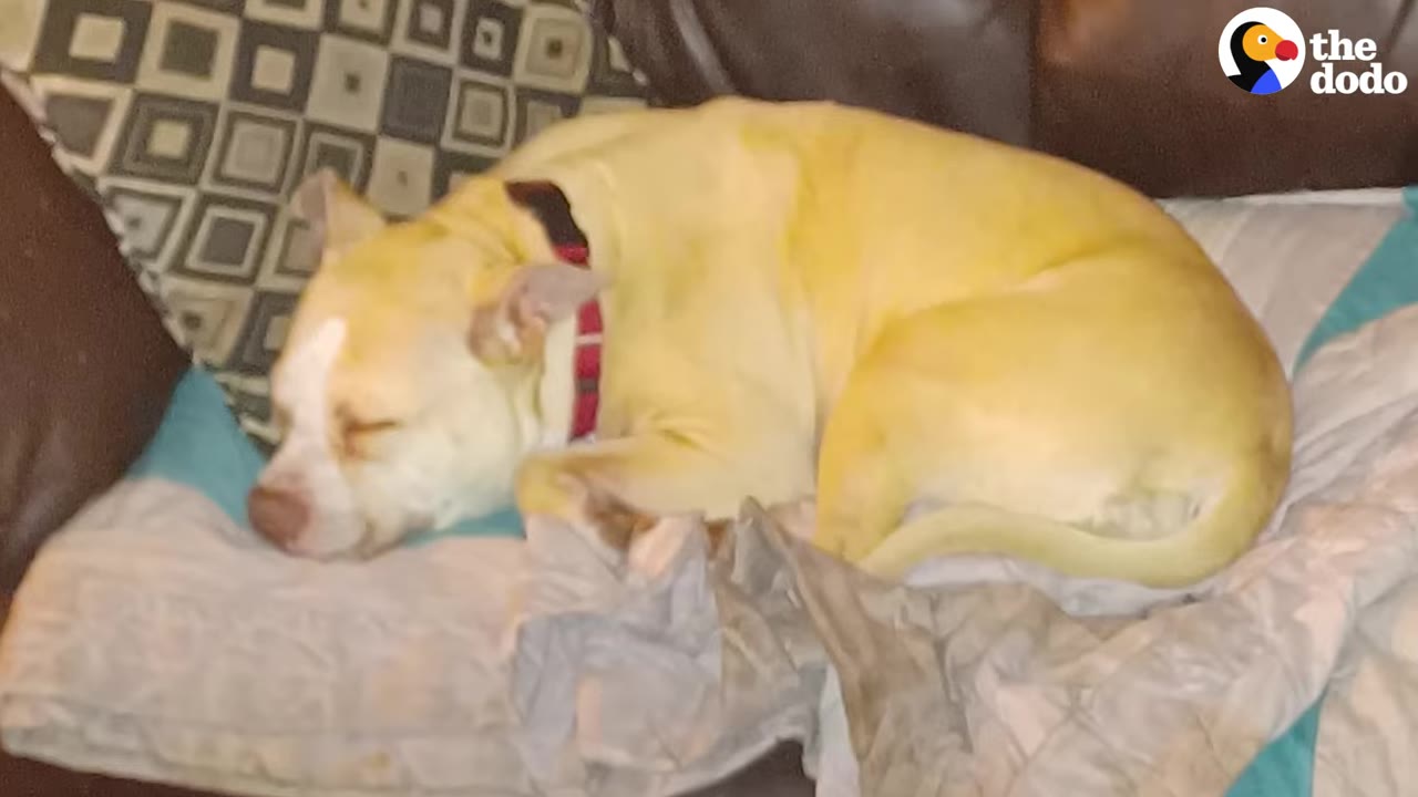 A light-colored dog sleeping curled up on a blanket on a couch.