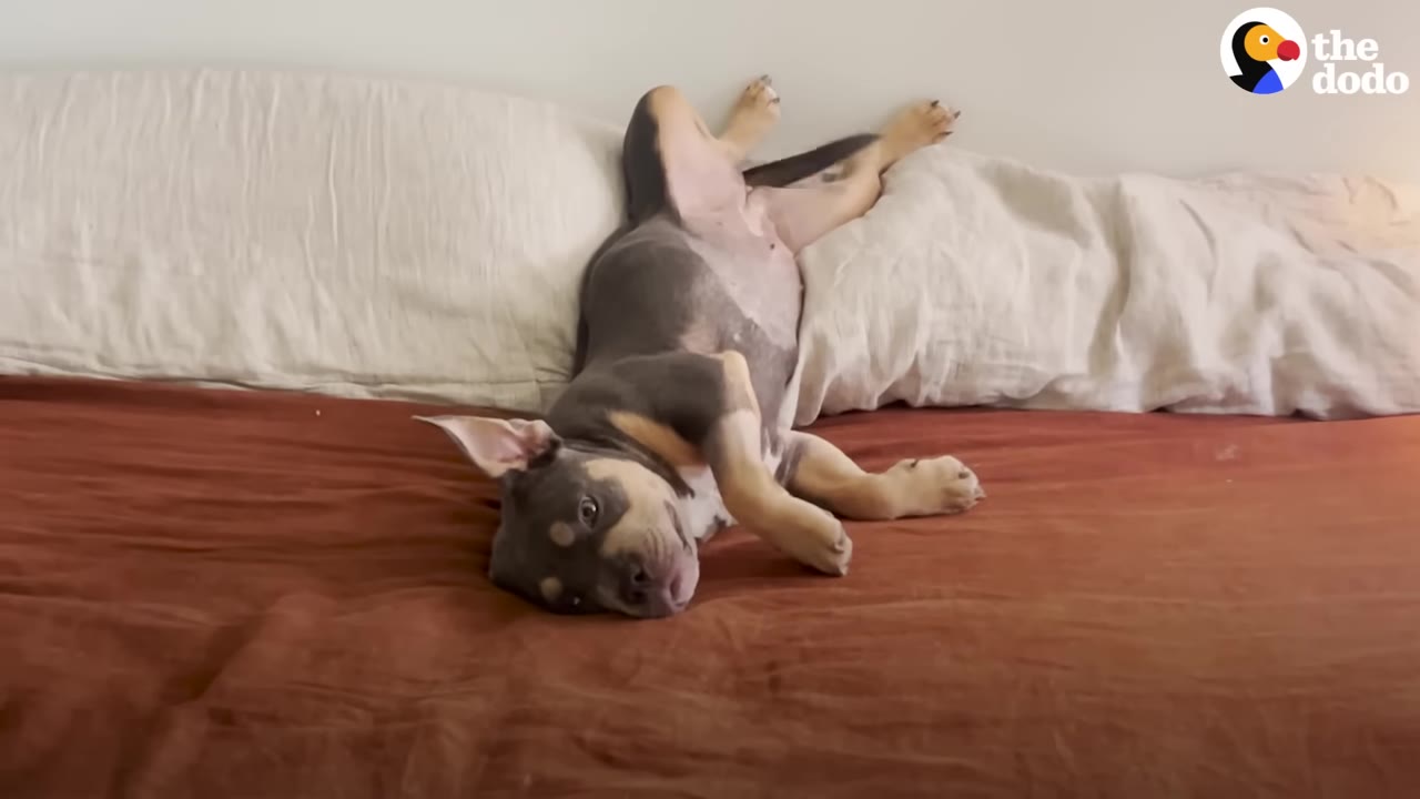 A grey and tan puppy lying comfortably on its back on a bed against white pillows.