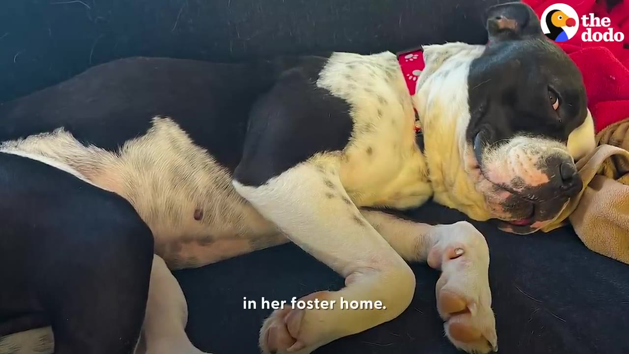 A black and white dog with a pink collar resting comfortably while lying on a dark couch in a foster home.