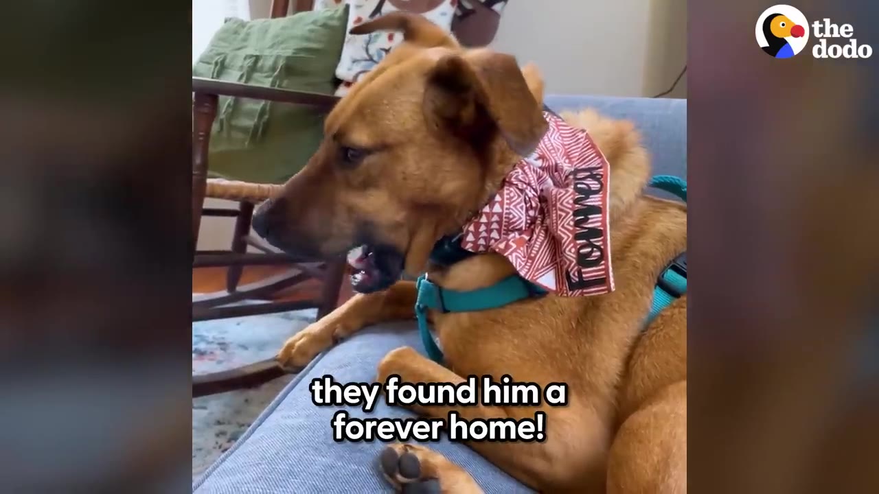 A brown dog wearing a patterned red bandana and a teal harness sits on a blue couch.