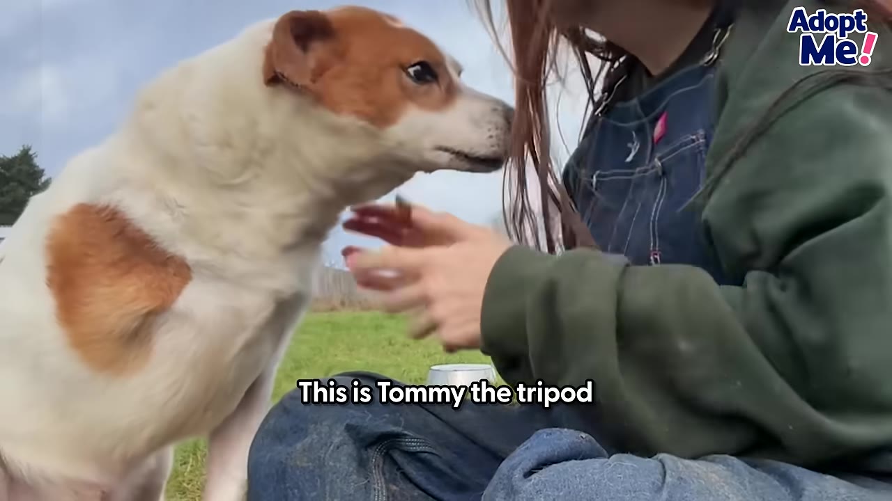 A brown and white dog named Tommy the tripod sitting next to a person in overalls outdoors.