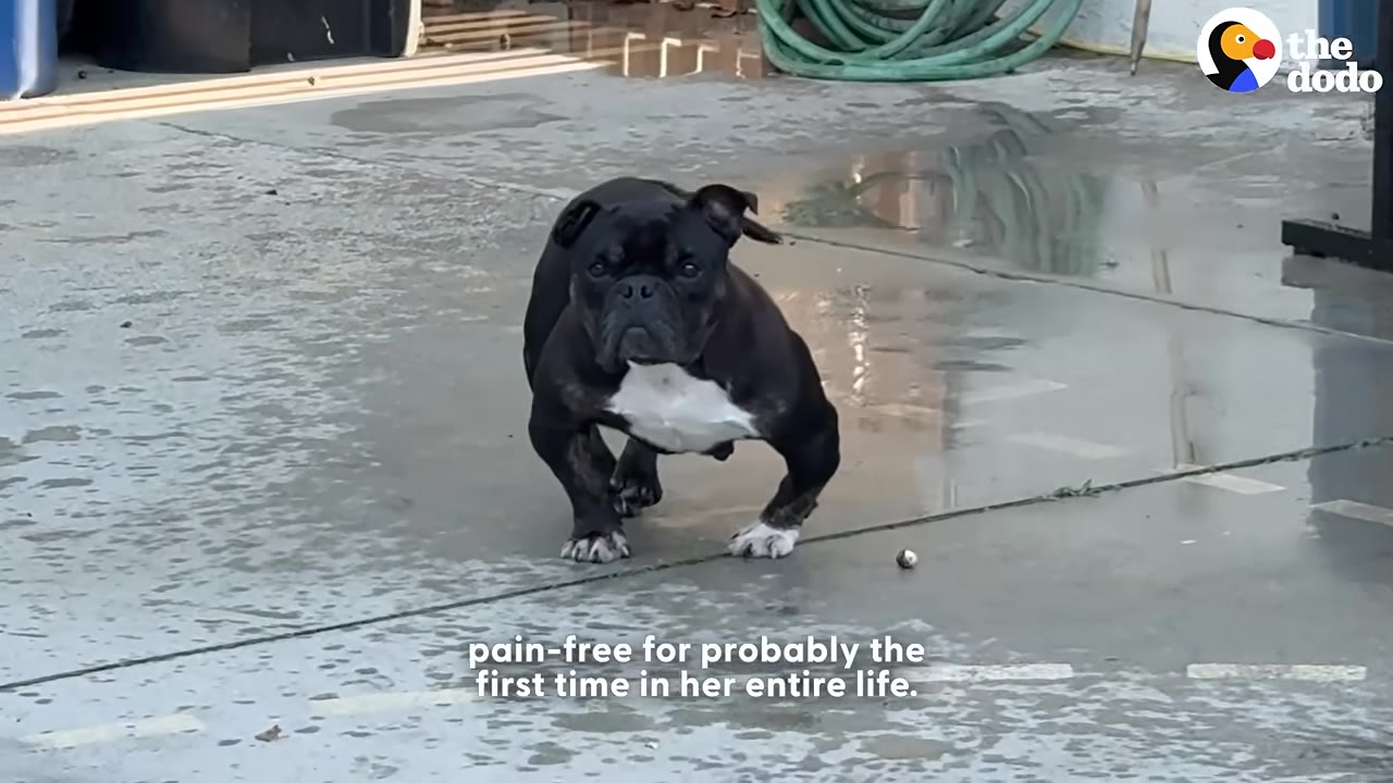 A black and white French bulldog stands on a wet concrete surface, looking directly forward.