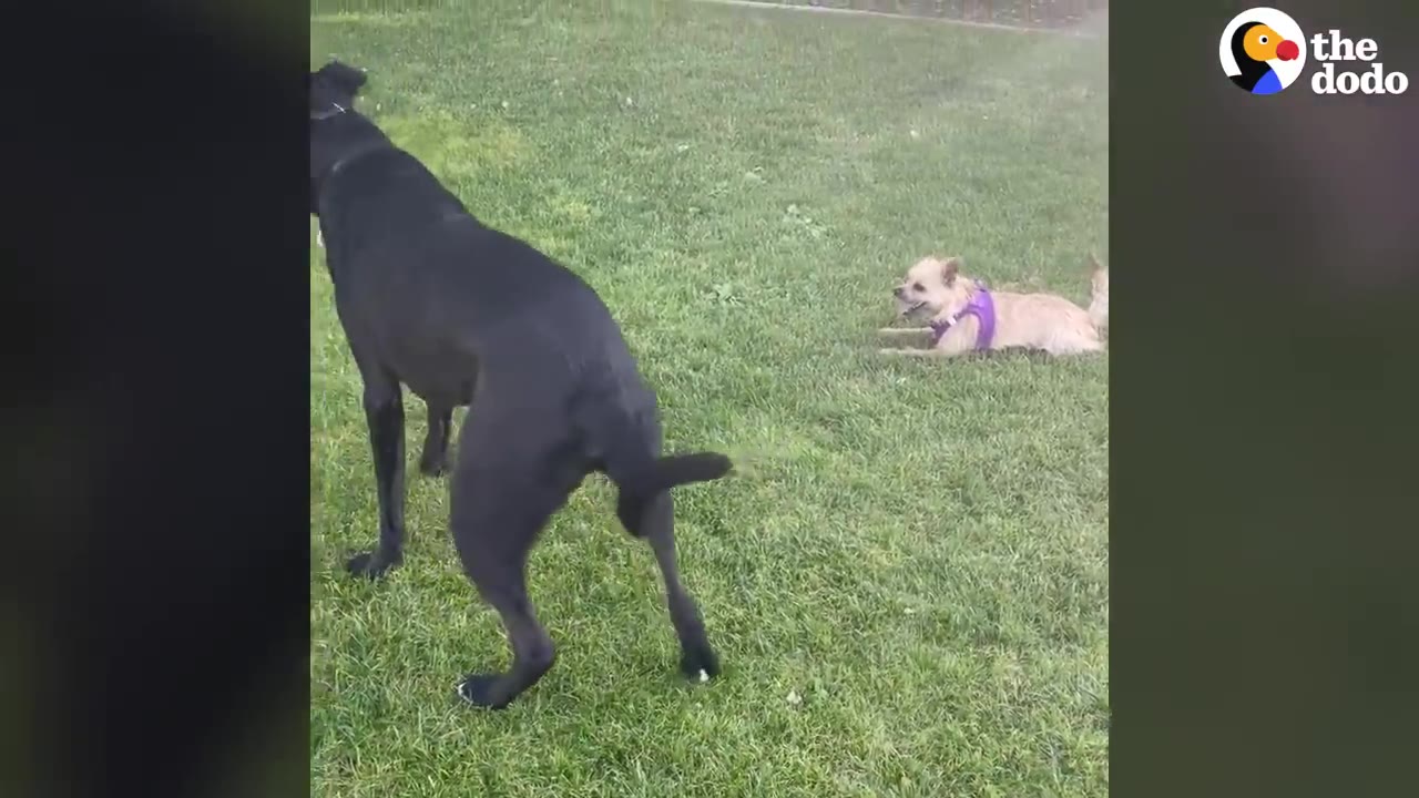 A small tan dog wearing a purple harness lies on the grass, keeping its distance from a large black dog standing nearby.