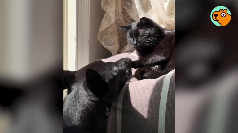 New York Couple Adopts A Puppy For Their Lonely Cat, Then Discovers The Two Have More In Common Than Expected