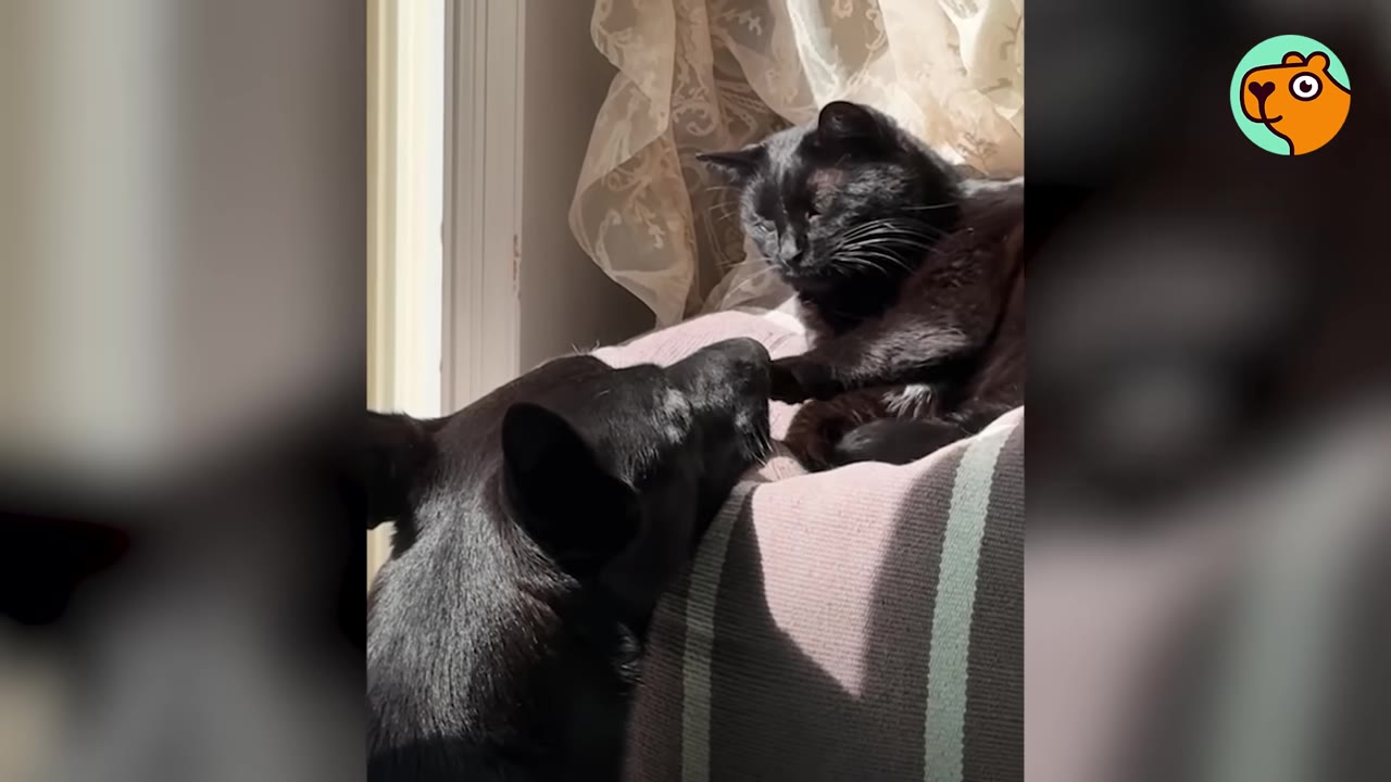 A black dog leans in close to a black cat resting on a blanket in a sunny spot near a window.