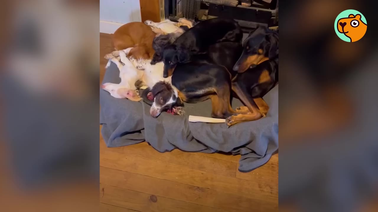 A pile of dogs and pets resting cuddled together on a gray pet bed on a wooden floor.