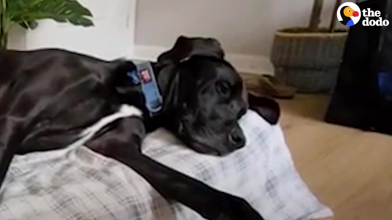 A large black dog rests its head on a pillow on the floor with a somber expression.