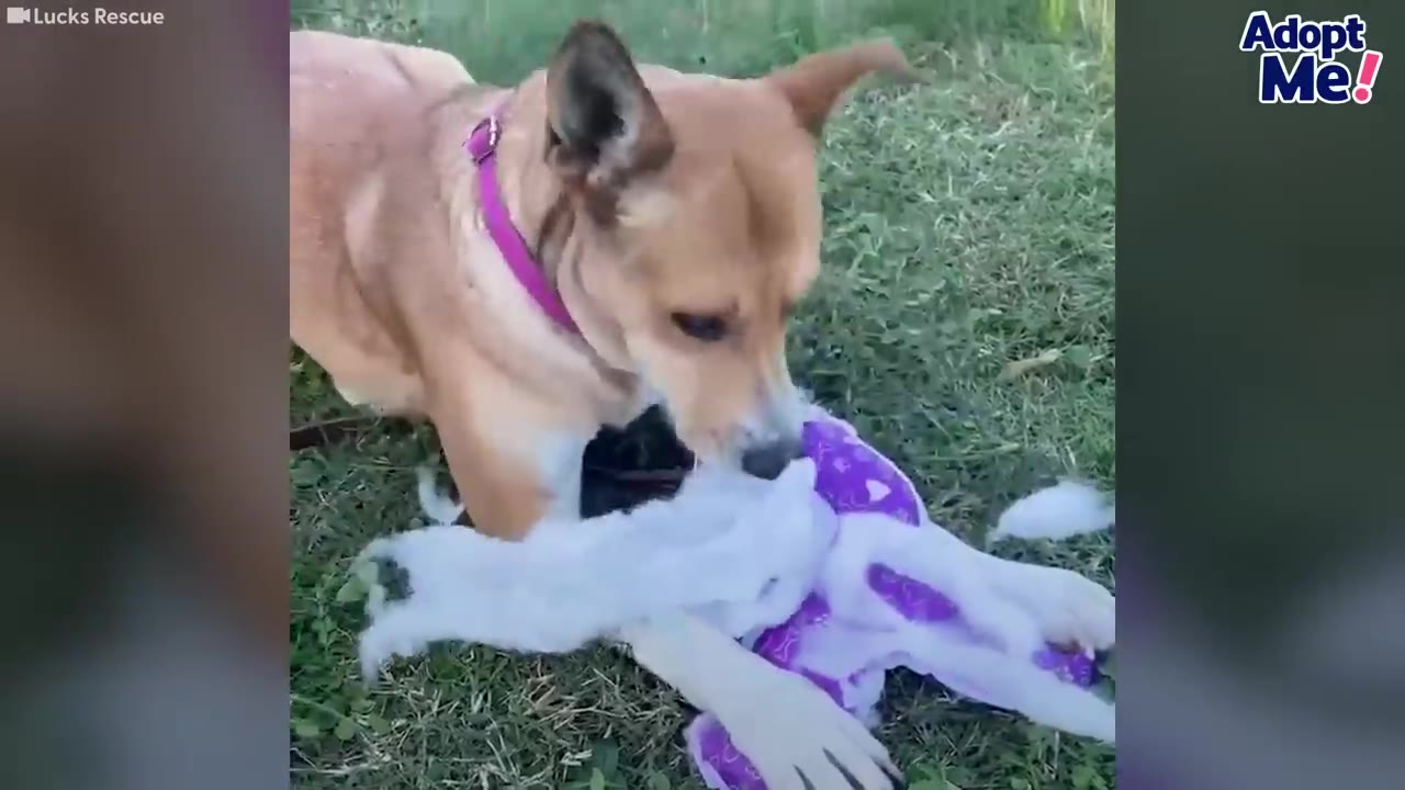 A tan dog wearing a purple collar plays with a purple and white plush toy on the grass.