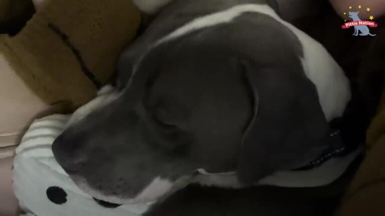 Abandoned Dog Shivers In The Freezing New York Cold, But His Story Holds A Surprising Detail