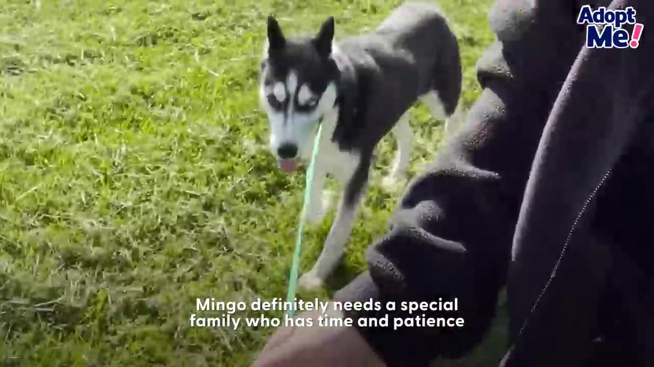 A black and white Husky walking on a green leash across a grassy lawn towards a person.