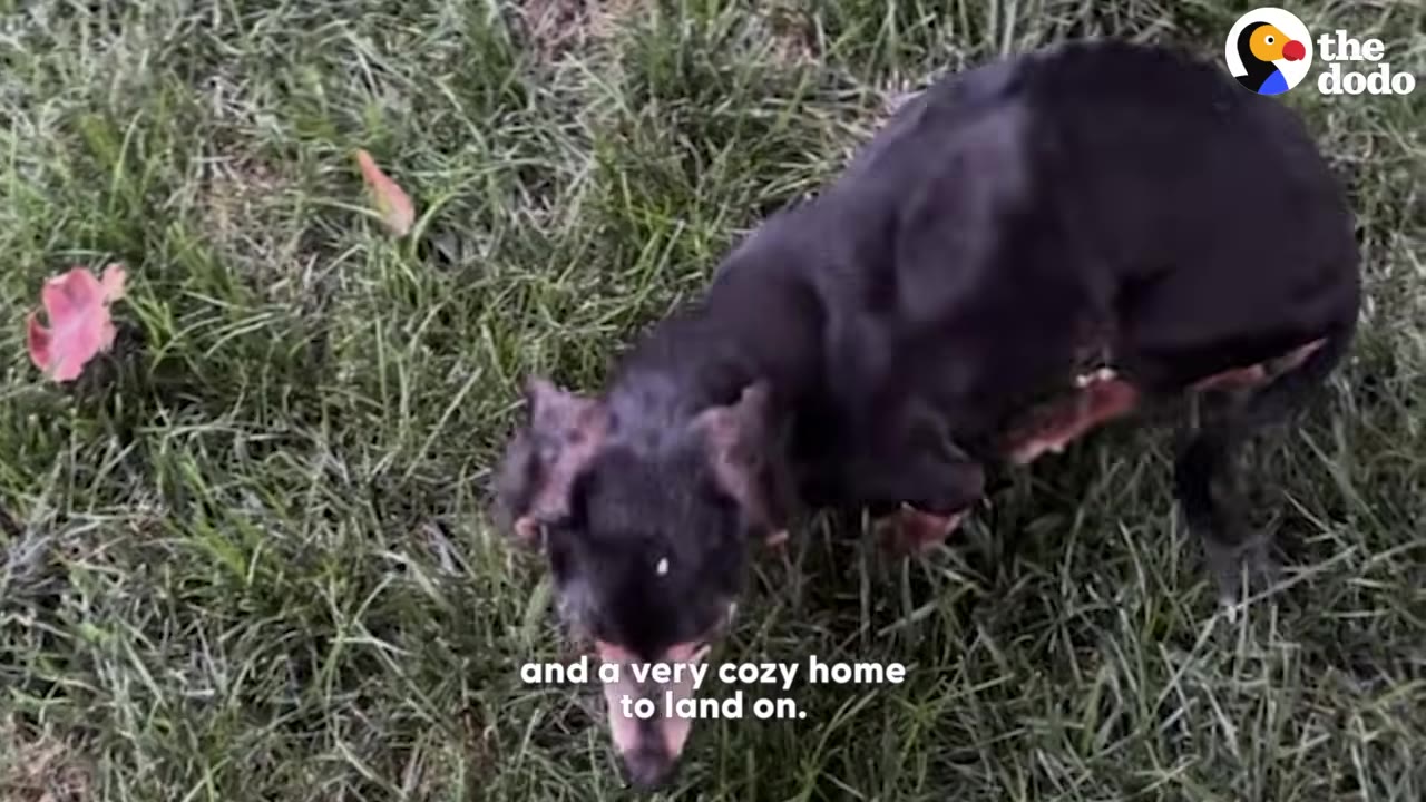 A small black and tan dachshund-mix dog stands on green grass, looking down.