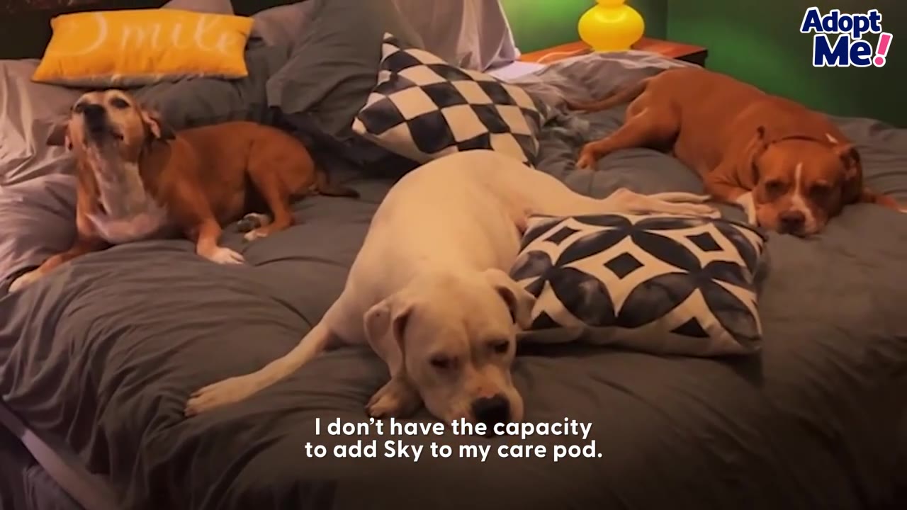 A white dog lying down on a grey bed surrounded by two brown dogs.