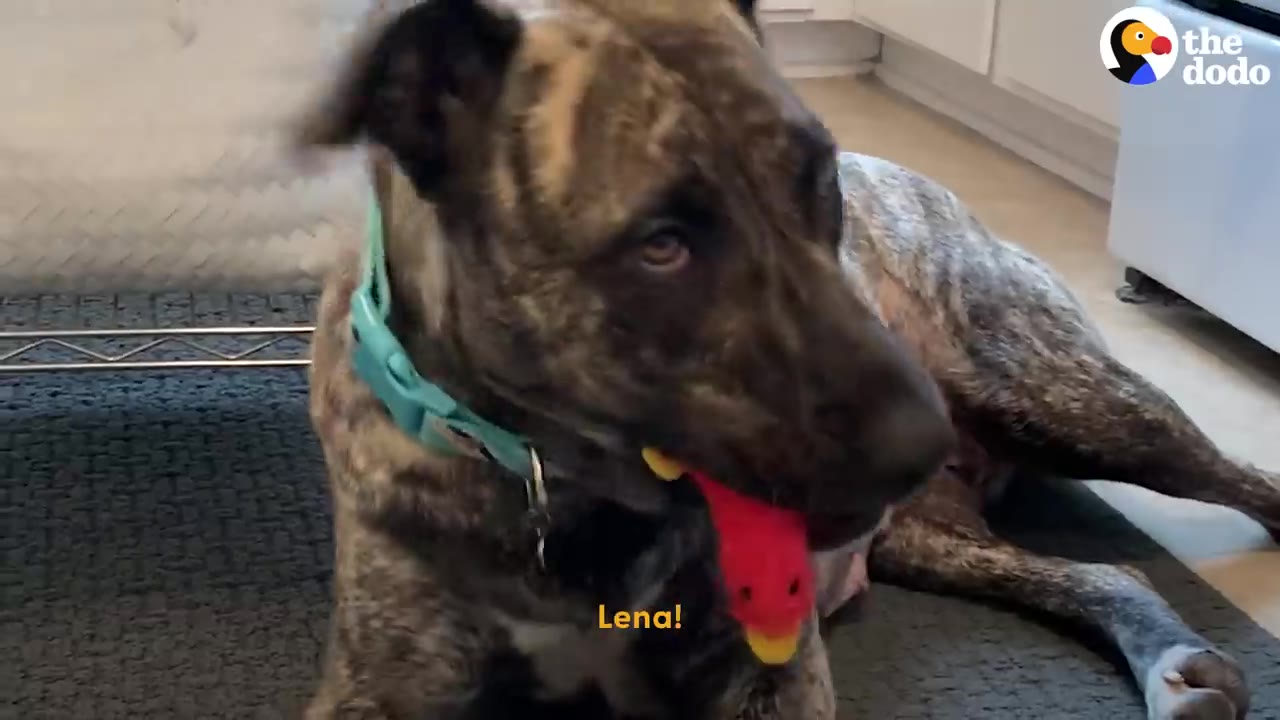 A brindle dog wearing a teal collar lying on a mat while holding a red toy in her mouth.